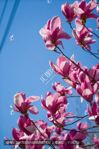 玉蘭花
