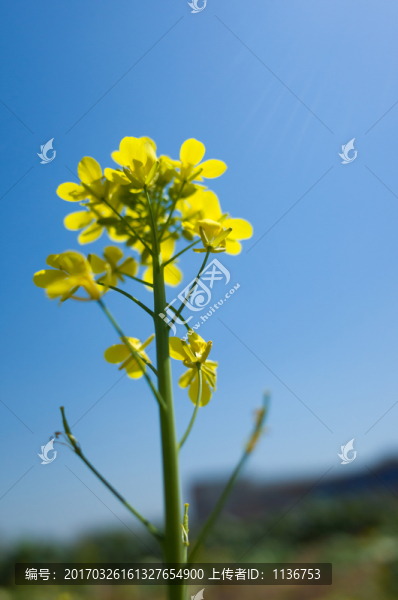 油菜花