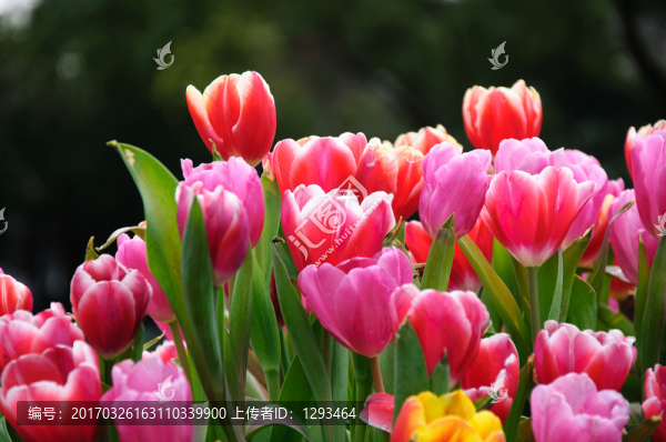 郁金香