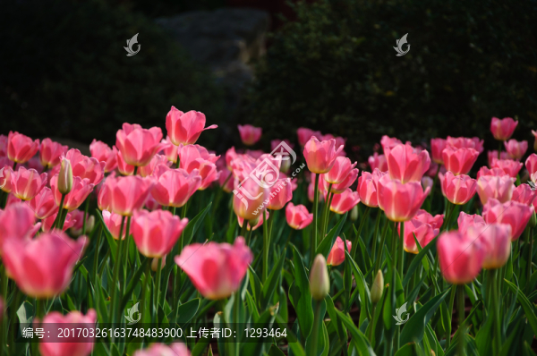 郁金香