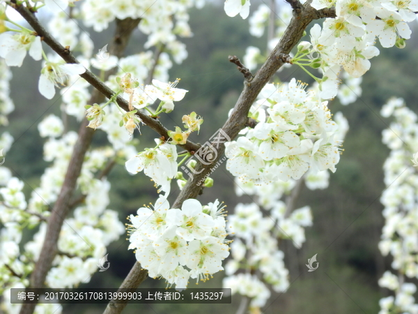 梨花