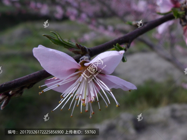 桃花吐芳