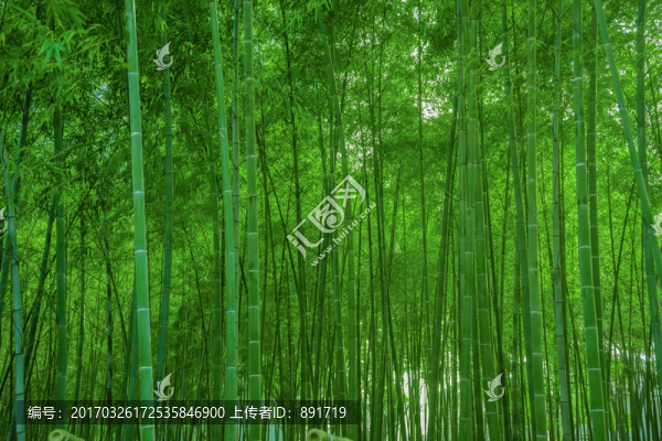 南山竹海,竹林