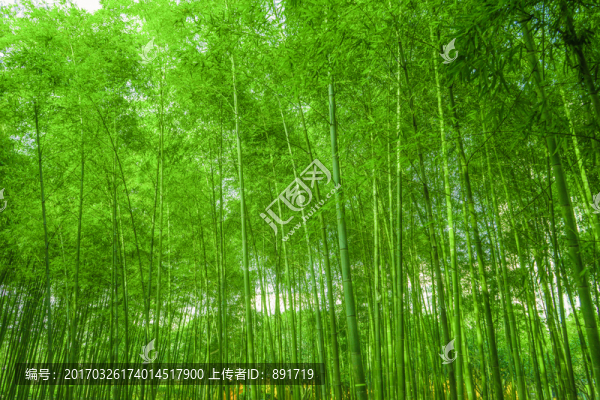 竹子