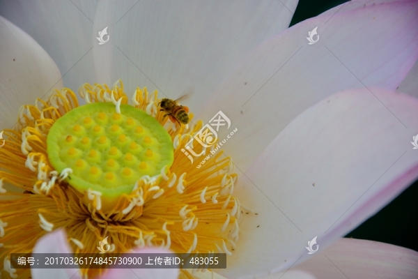 荷花