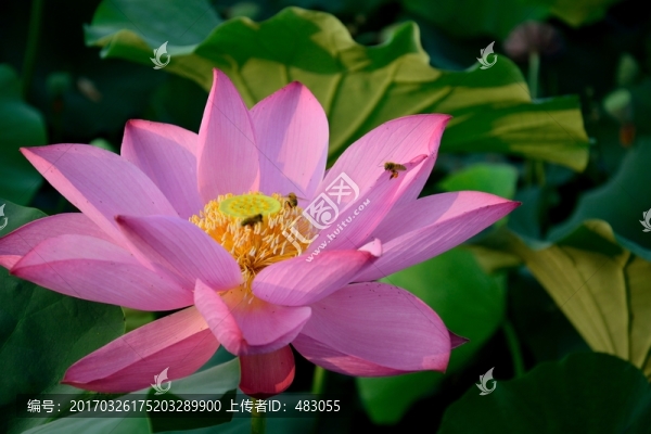 荷花