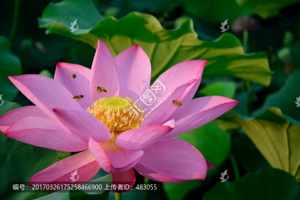 荷花