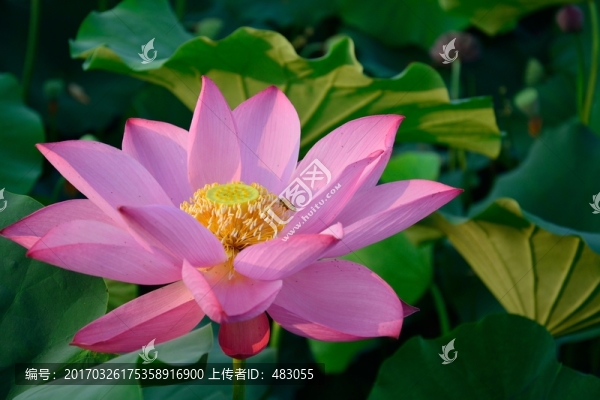 荷花