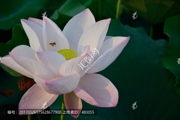 荷花