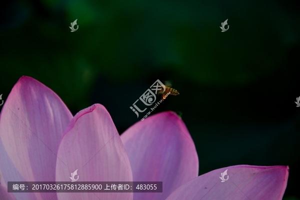 荷花