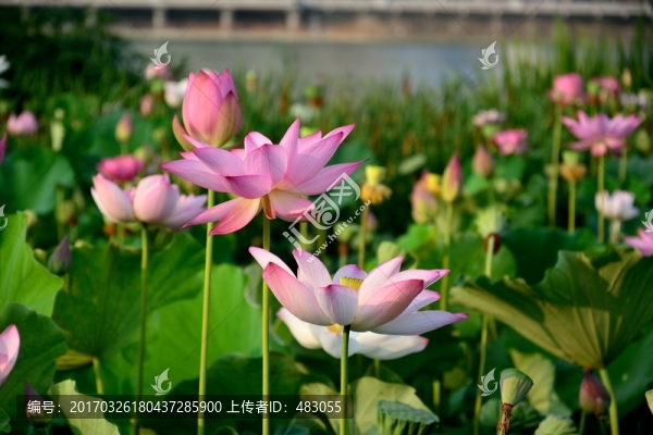荷花