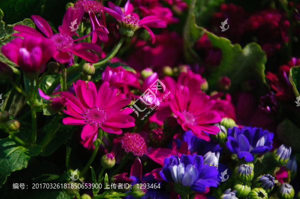 瓜葉菊