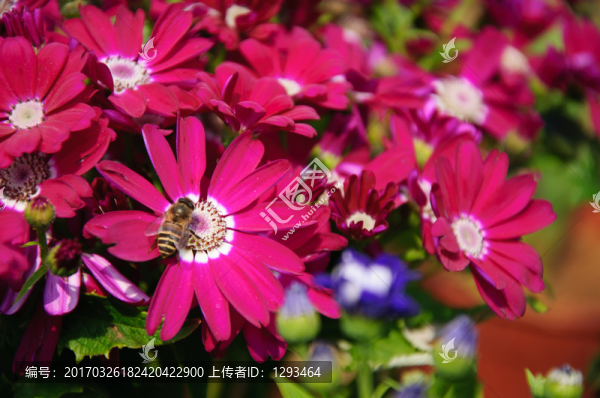 瓜葉菊