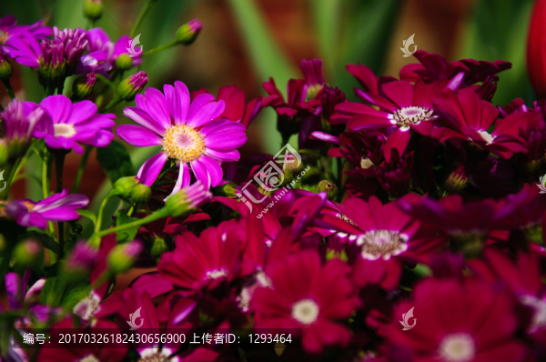 瓜葉菊