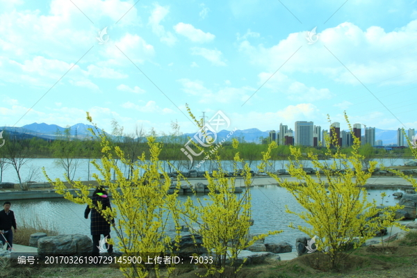 迎春花