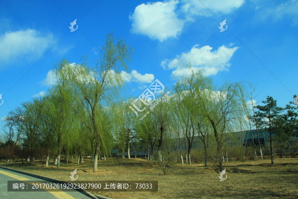 柳樹(shù)