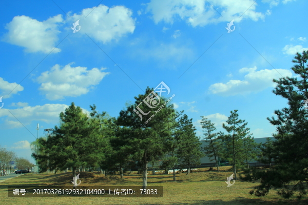 松樹