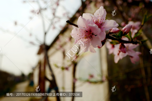 桃花,春天,花卉,桃樹,花朵
