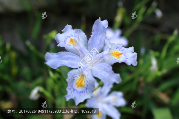 白鳶尾花