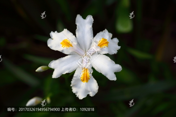 白鳶尾花