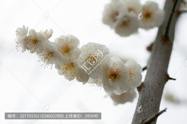 梅花
