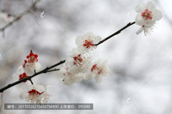 梅花