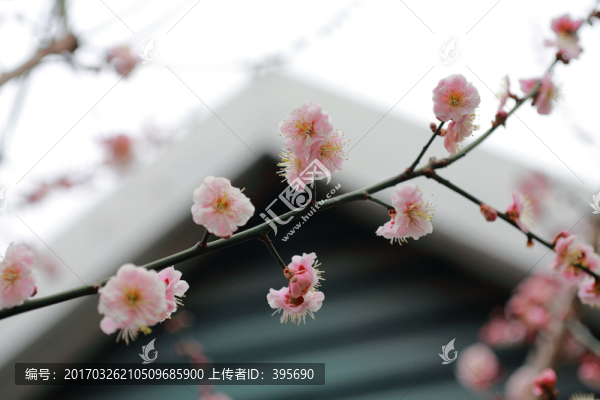 梅花