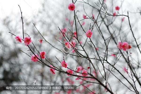 梅花