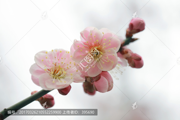 梅花