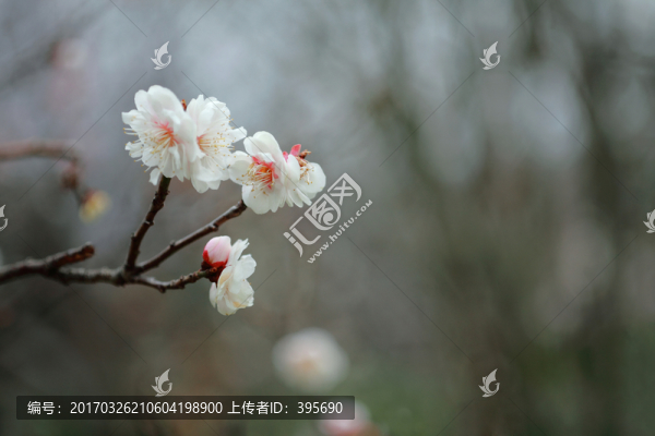 梅花