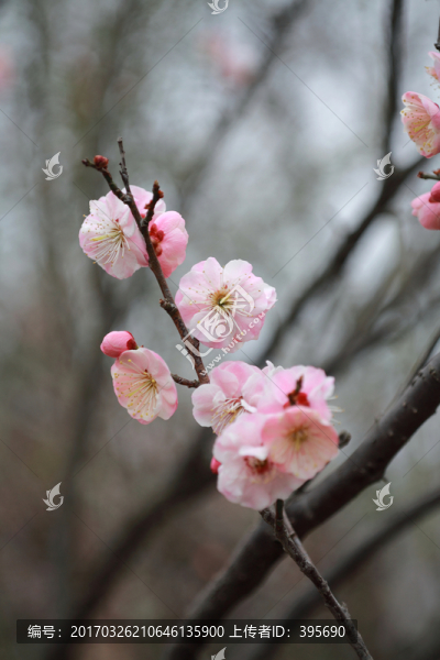 梅花