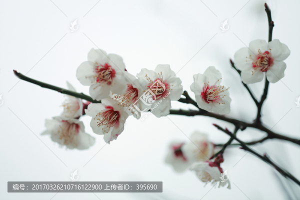 梅花