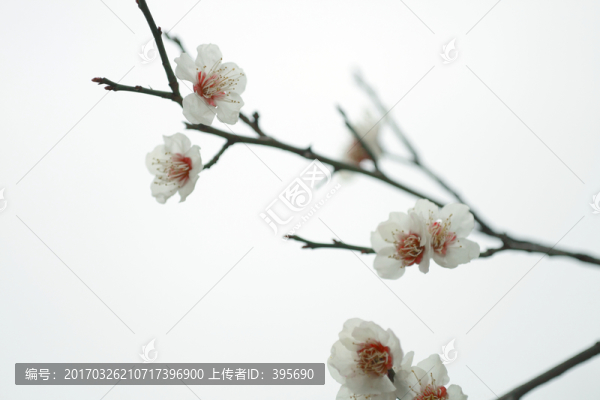 梅花