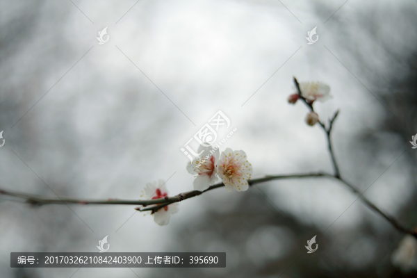 梅花