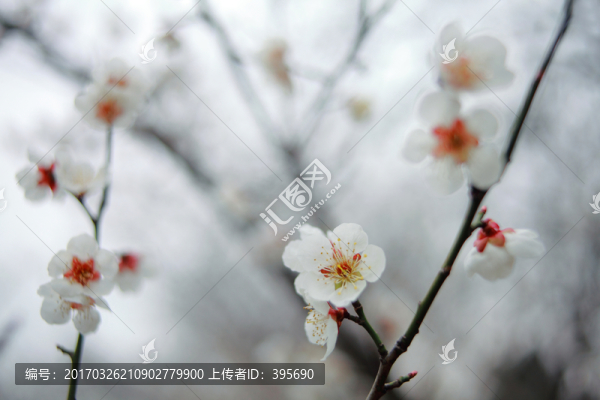 梅花