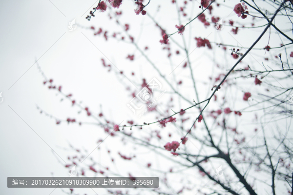 梅花