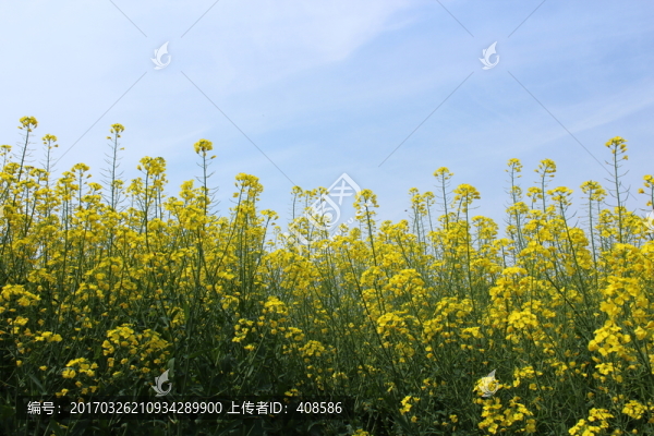 油菜花,花,背景,春天,黃花