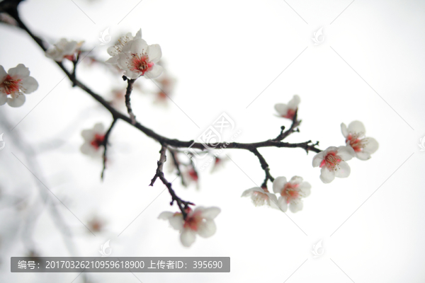梅花