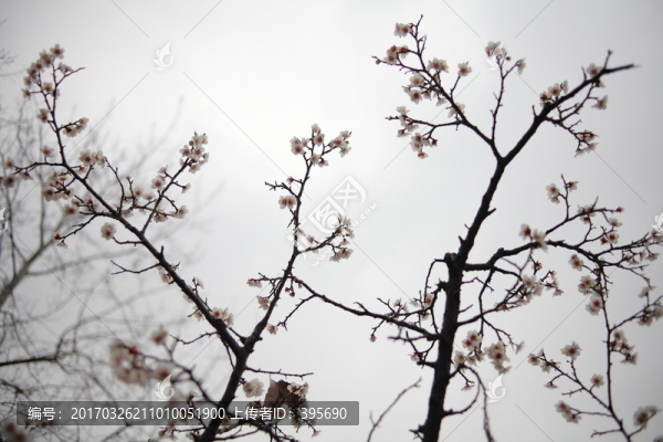 梅花