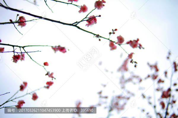 紅梅