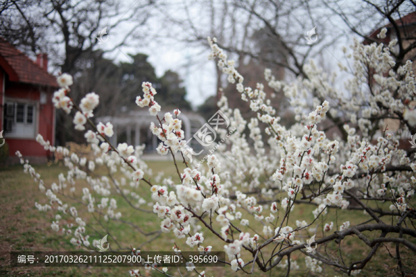 梅花