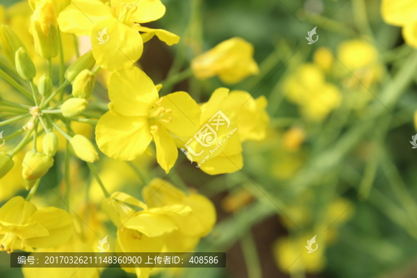 油菜花,花,背景,春天,黃花
