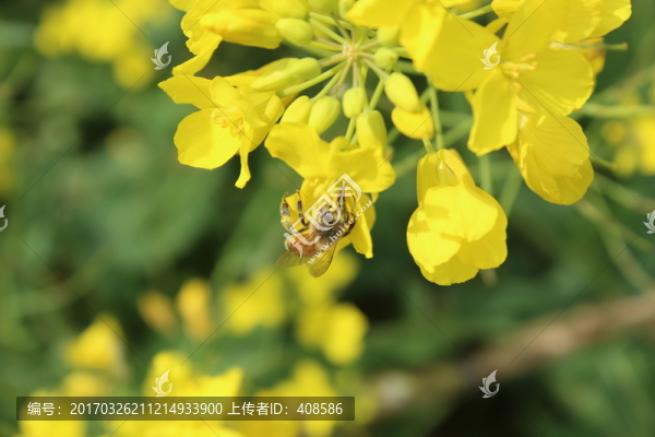 油菜花,花,背景,春天,黃花