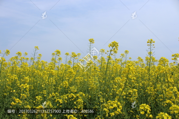 油菜花,花,背景,春天,黃花