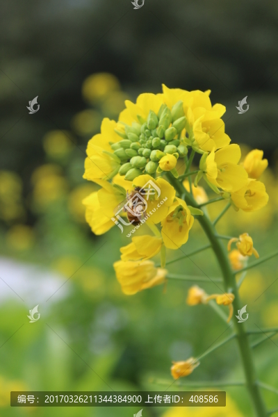 油菜花,花,背景,春天,黃花