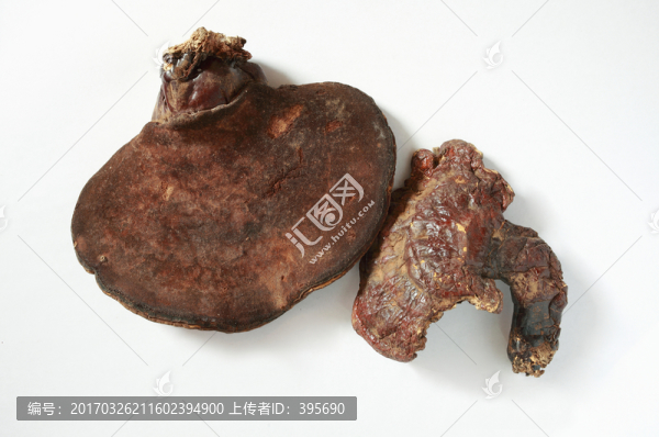 野生靈芝