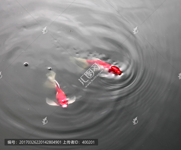 水中兩條紅色錦鯉