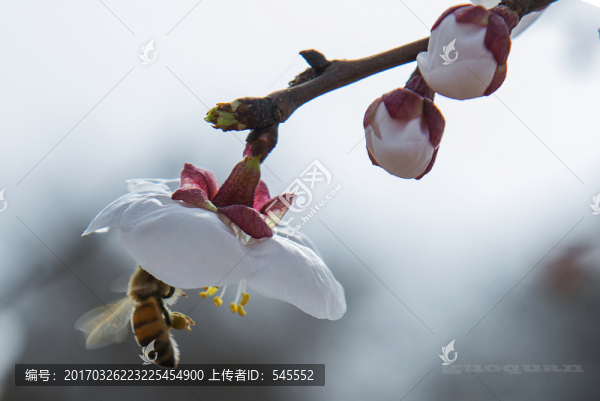 蜂花