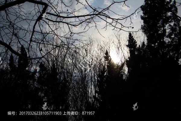 背光,森林,逆光森林