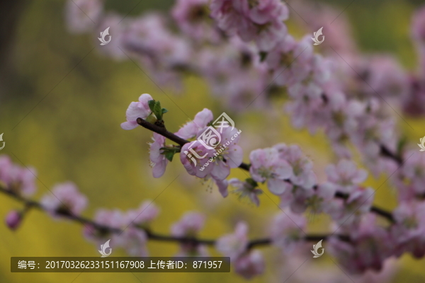 桃花,迎春花背景